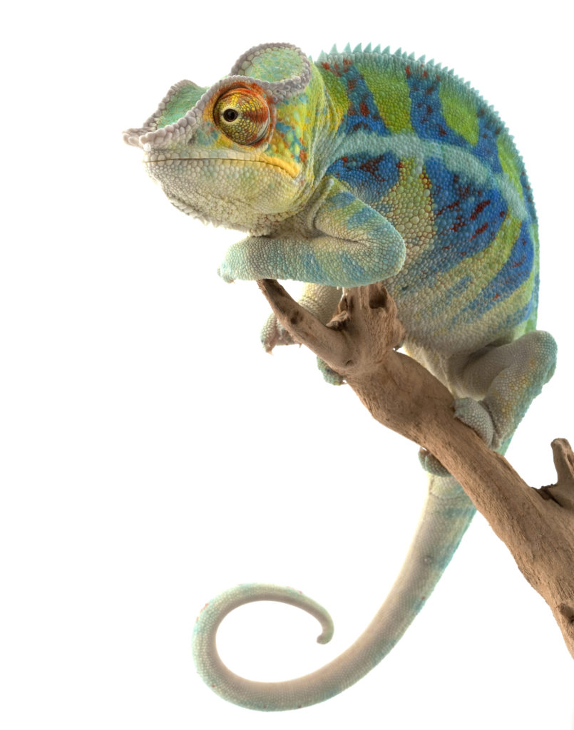 Ambanja Panther Chameleon (Furcifer pardalis) isolated on white background.